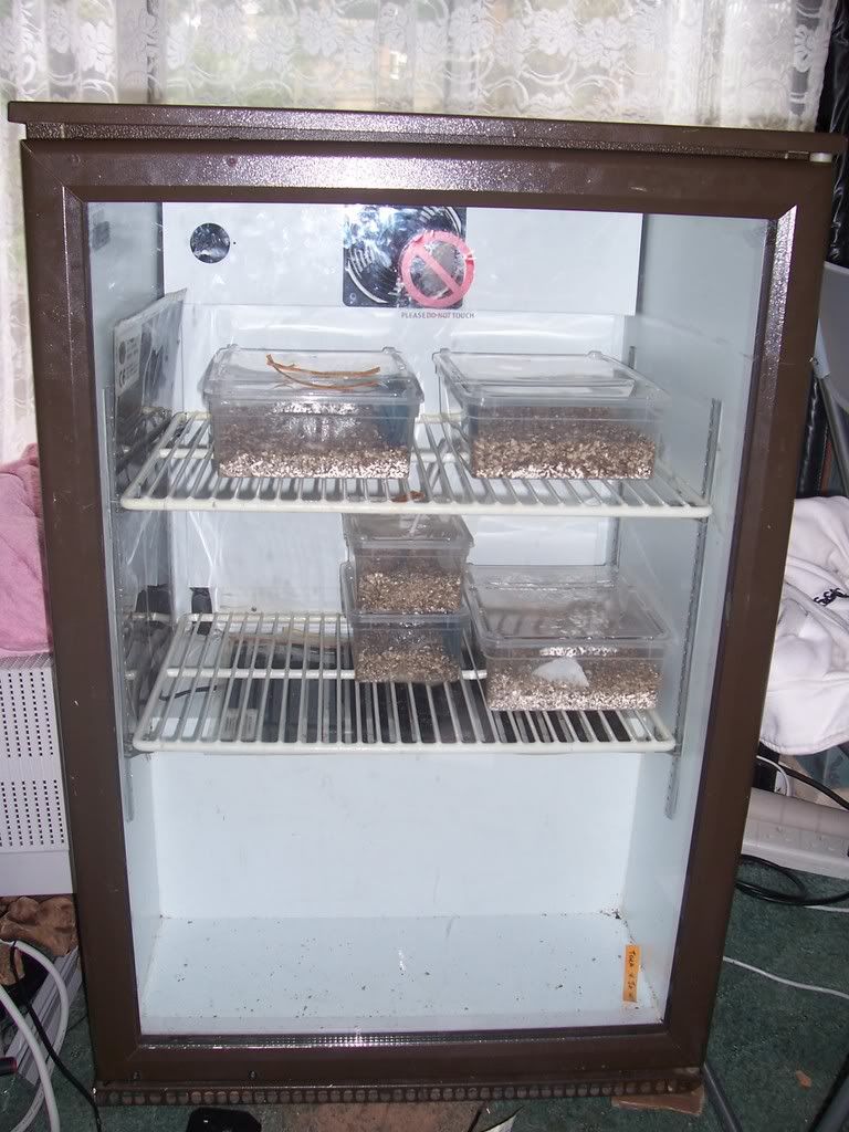 Homemade incubator Page 2 Reptile Forums