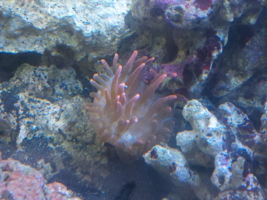 2011 07 26 15 27 06 140 - figured id share my first fish and anemone