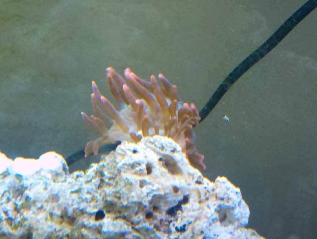 2011 07 27 11 24 09 476 - figured id share my first fish and anemone