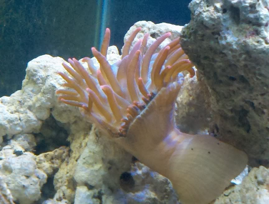 2011 07 30 17 57 58 687 - figured id share my first fish and anemone