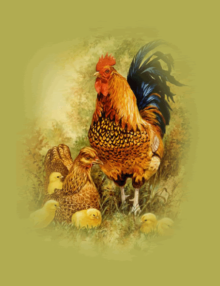 GALLINA.gif picture by judaporsiempre