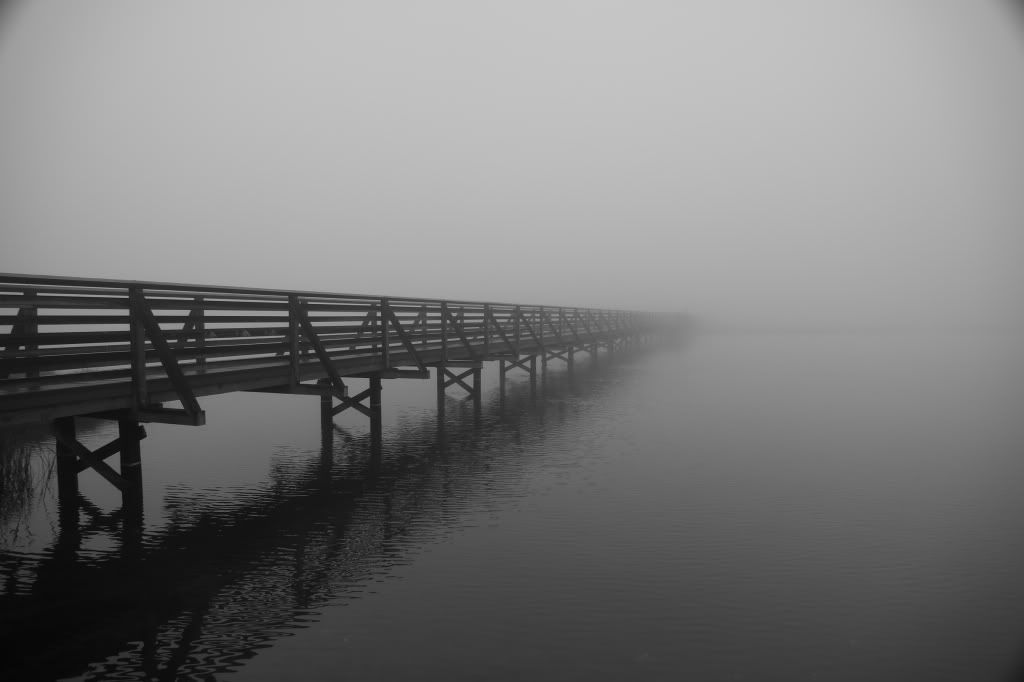 IMAGE: http://i192.photobucket.com/albums/z114/usingthejohn/wildlife/pathway.jpg