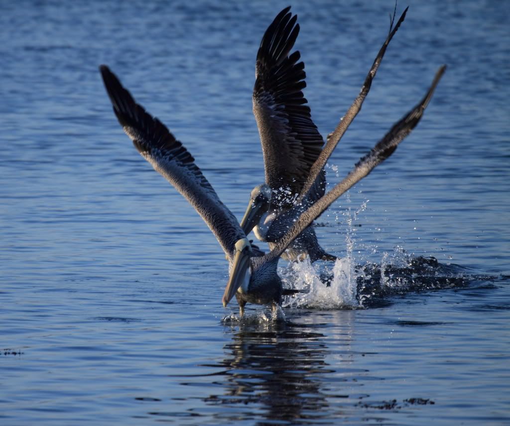 IMAGE: http://i192.photobucket.com/albums/z114/usingthejohn/wildlife/shadow.jpg