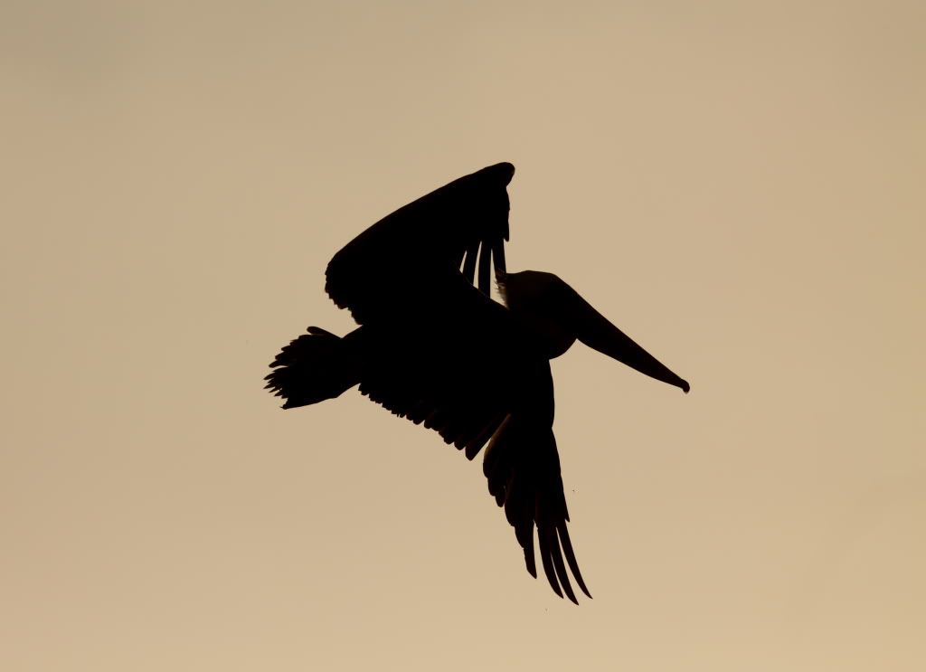 IMAGE: http://i192.photobucket.com/albums/z114/usingthejohn/wildlife/silhouette.jpg