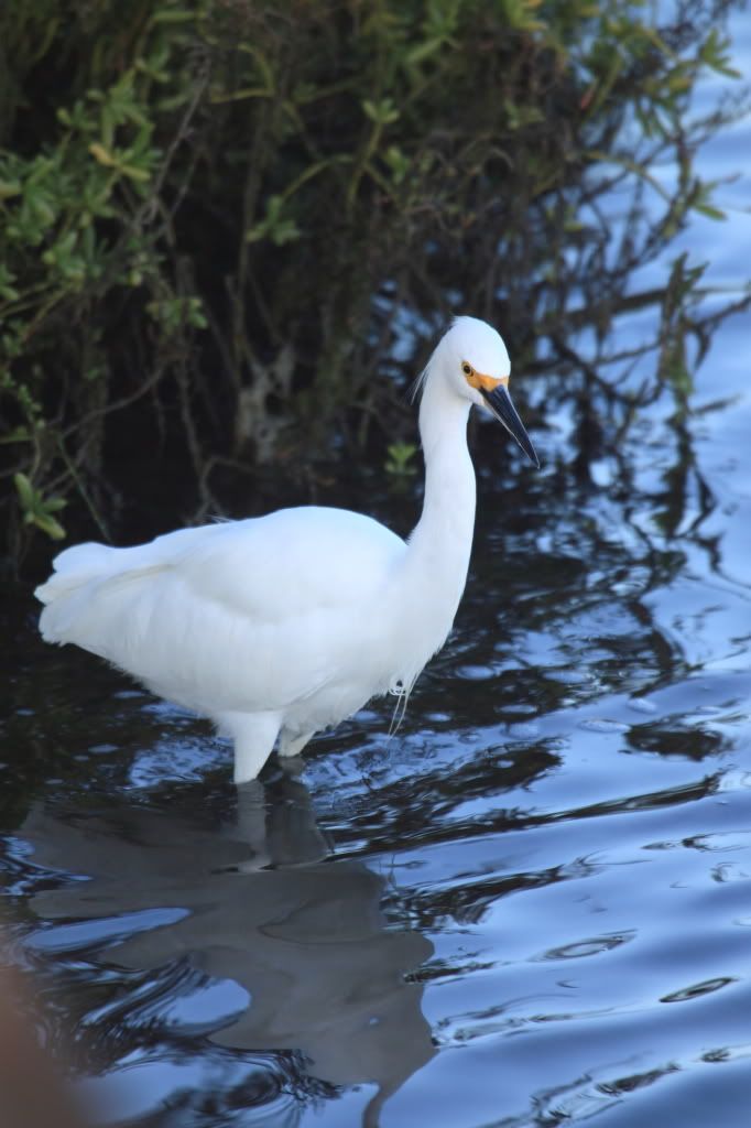 IMAGE: http://i192.photobucket.com/albums/z114/usingthejohn/wildlife/standingwater.jpg