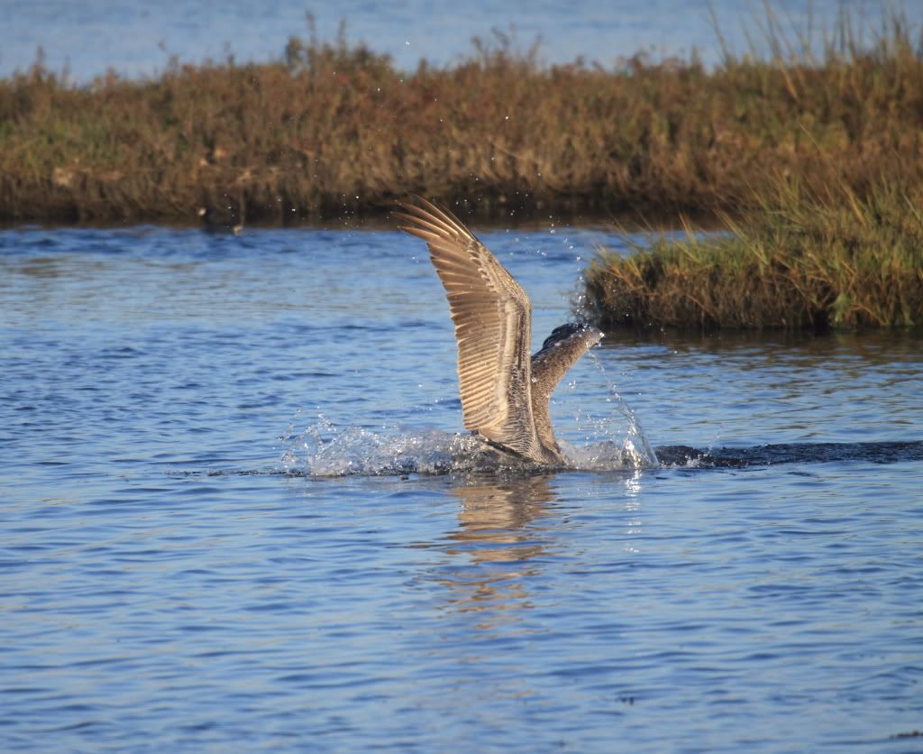 IMAGE: http://i192.photobucket.com/albums/z114/usingthejohn/wildlife/submarine.jpg