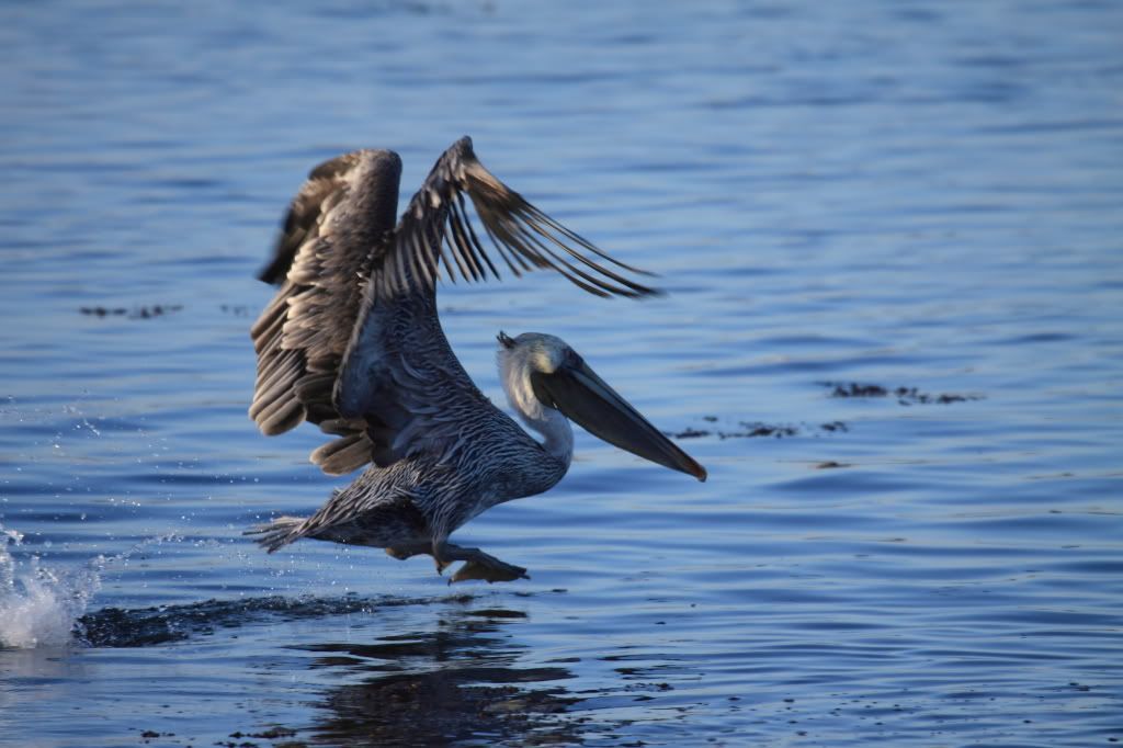 IMAGE: http://i192.photobucket.com/albums/z114/usingthejohn/wildlife/takeoff-1.jpg