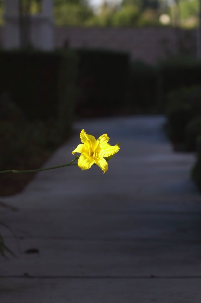 IMAGE: http://i192.photobucket.com/albums/z114/usingthejohn/wildlife/tulip.jpg