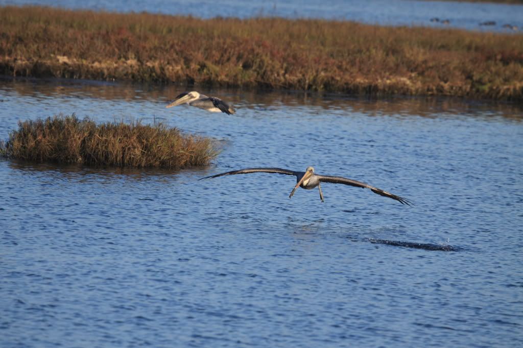 IMAGE: http://i192.photobucket.com/albums/z114/usingthejohn/wildlife/wingman.jpg