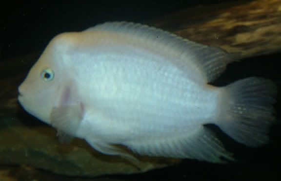 convict cichlid hump on the head