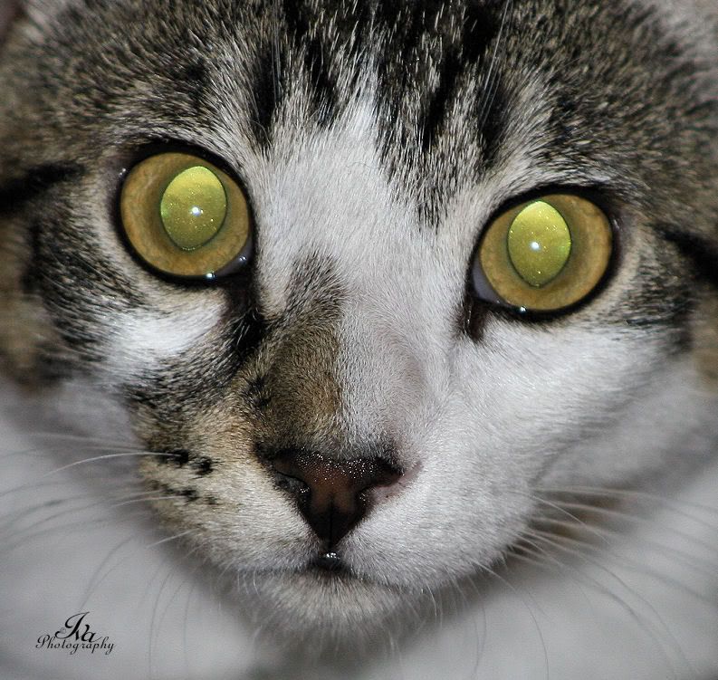 IMAGE: http://i192.photobucket.com/albums/z121/goldeneve/chezeyes.jpg