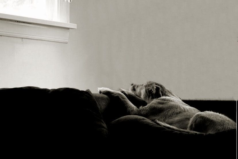 IMAGE: http://i192.photobucket.com/albums/z121/goldeneve/doggie.jpg