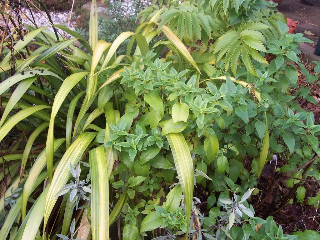 Yellow Wave Phormium