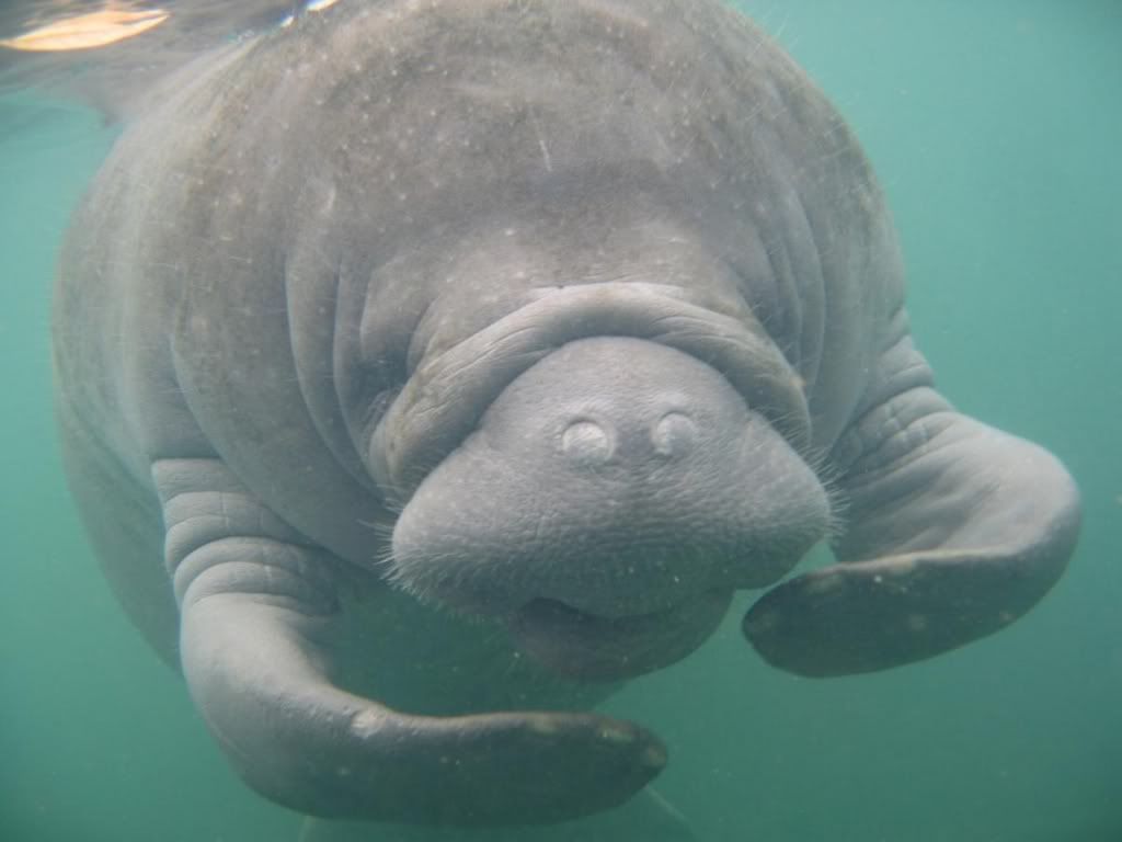 Manatee.jpg