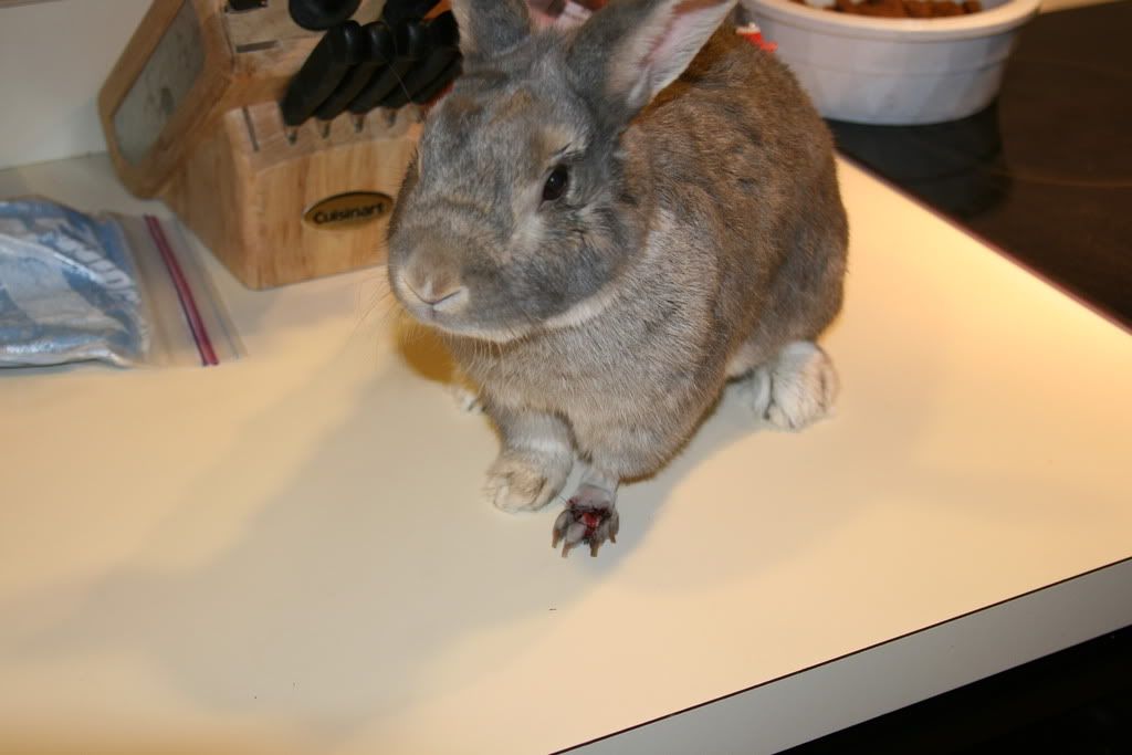 Bump on Chubbys Left Foot Cancer Rabbits Online