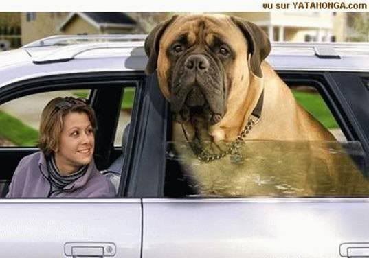 dog.jpg friends image by foxy_64