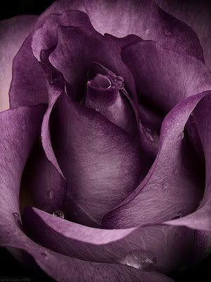 Purplerose
