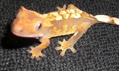 gecko à crête