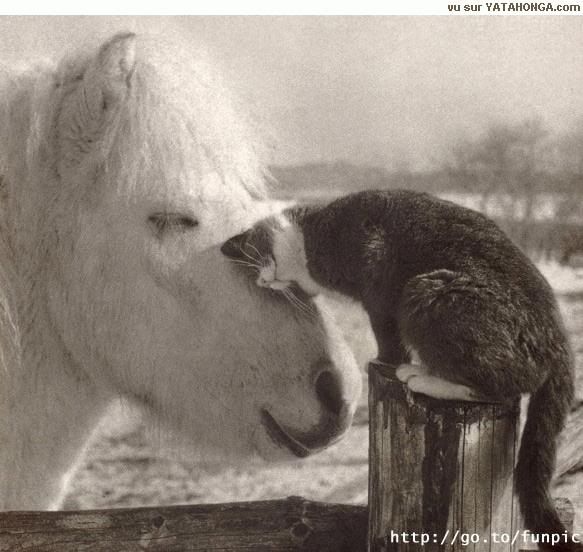 horse &amp; kitty Pictures, Images and Photos
