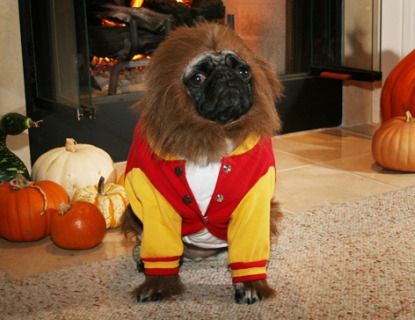 Pug Costumes