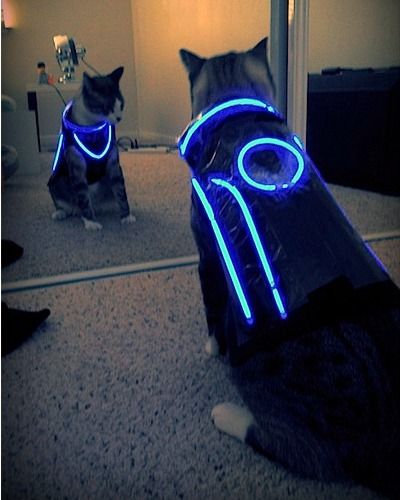 Tron Dog