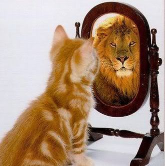 cat mirror Pictures, Images and Photos