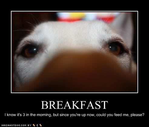 funny-dog-pictures-breakfast-mornin.jpg
