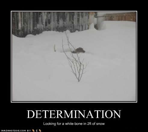 funny-dog-pictures-determination-1.jpg