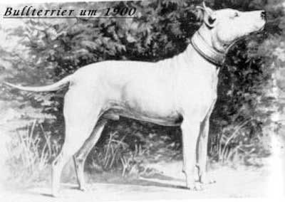 bullterrier1900.jpg