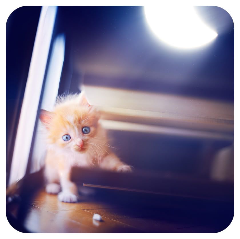 Я ВАС ЛЮБЛЮ! 