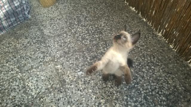 kiki5.jpg