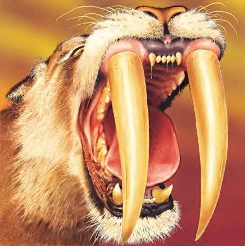 Saber Tooth Tiger Pictures, Images and Photos