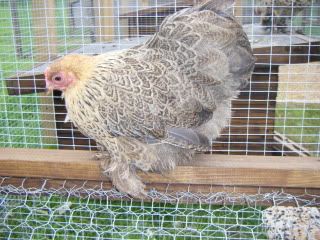 goldpartpekin001.jpg