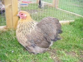 goldpartpekin002.jpg