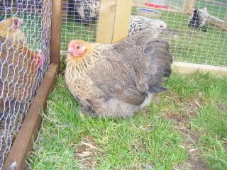 goldpartpekin003.jpg