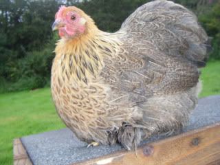 goldpartpekin004.jpg