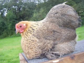 goldpartpekin005.jpg