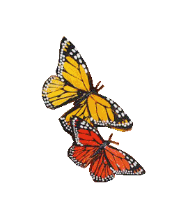 SEPARADORMARIPOSAS.gif picture by javi1979