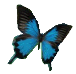 MARIPOSACHICABEAUTIFUL.gif picture by javi1979