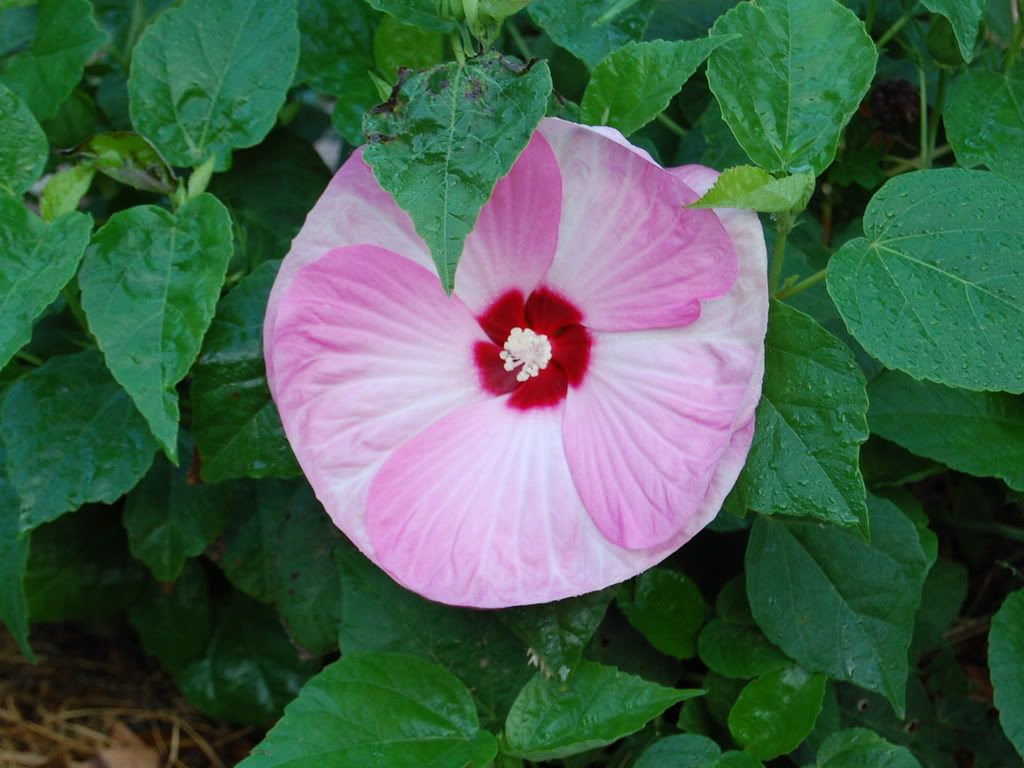 Hibiscus Luna