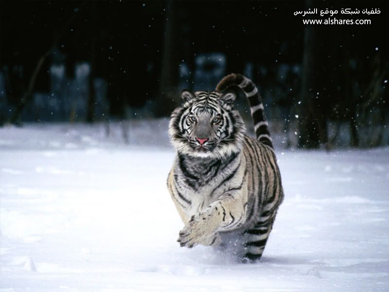 desktop wallpaper tiger. Snow Tiger Wallpaper