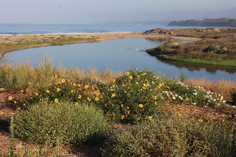 Coal Oil Point Reserve