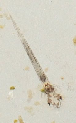 crop3.jpg