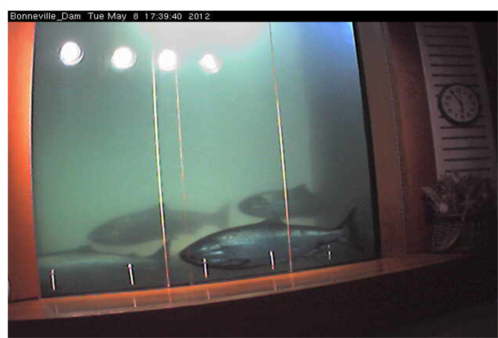 http://i192.photobucket.com/albums/z229/bigsky_photos/fishimage_wa.png