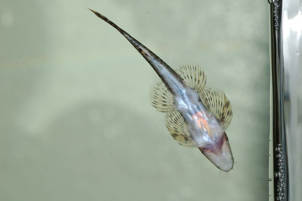 ladykamaka1_01.jpg
