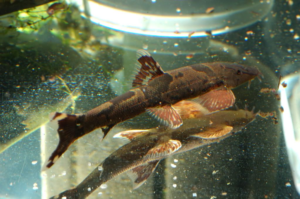 ladykamaka1_05.jpg