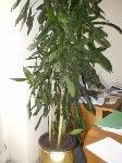 P1010002_2.jpg