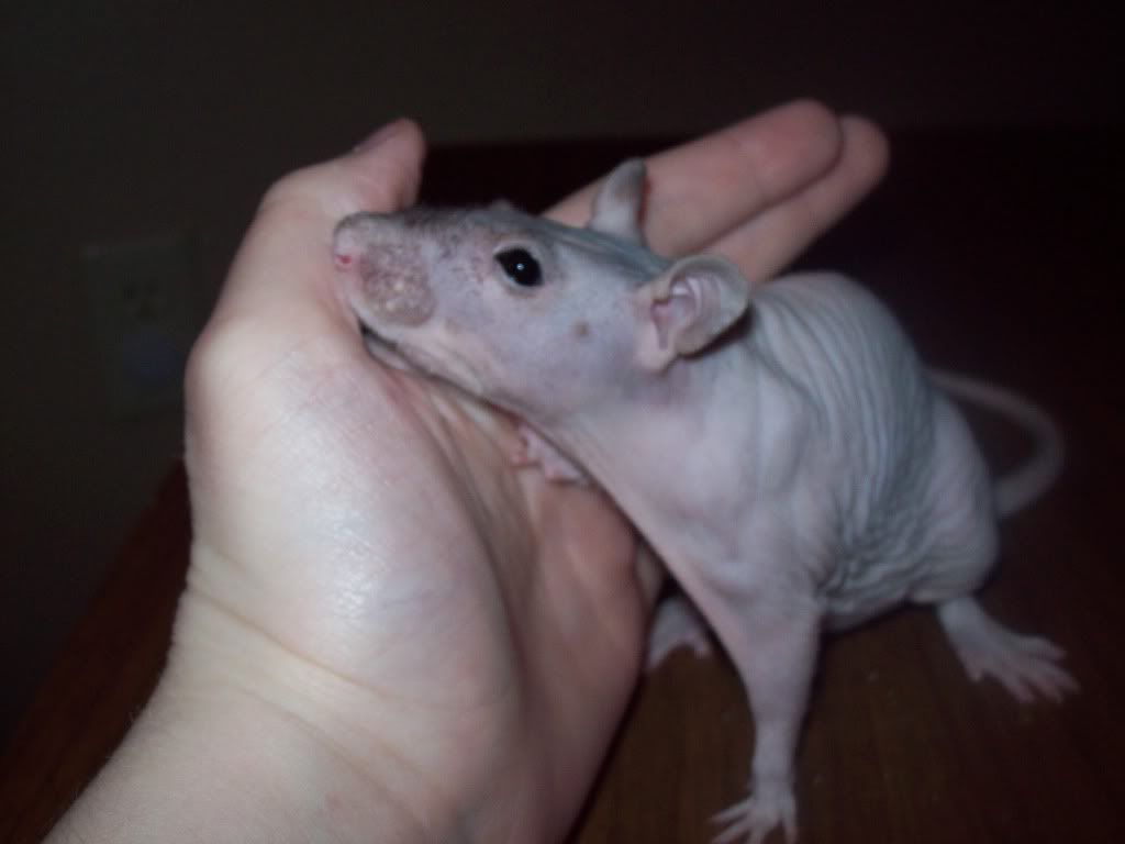 Albino Hairless Rats