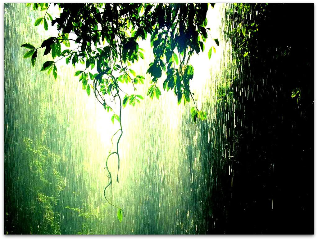 Rain_Forest_Tropic.jpg