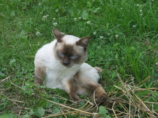 Boots The Cat - Working and Companion Animals